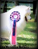  - BEST IN SHOW 3 !