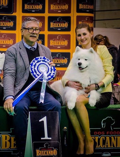 EXCEPTIONEL !! 8 SHOW - 8 BEST IN SHOW